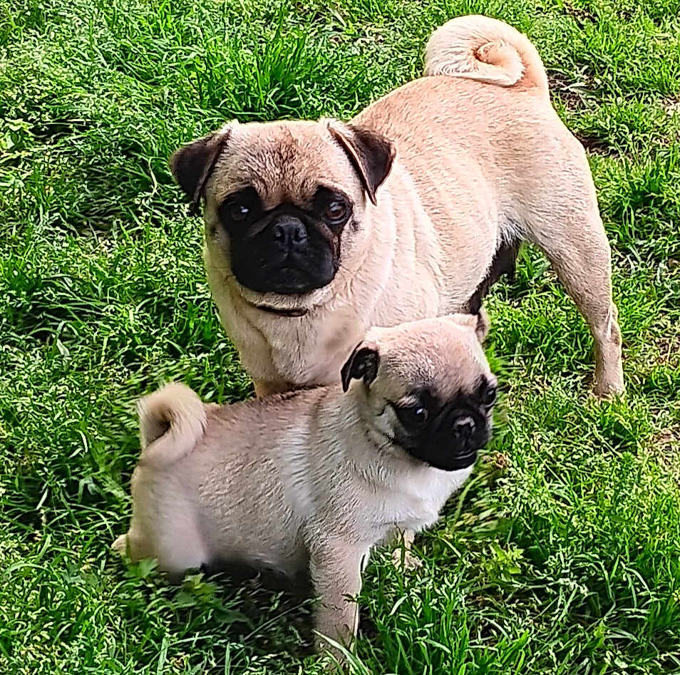 Bonnie Lou is registered to the contest to win money with this photo: dog, pug, puppy, adult_dog, grass, outdoor, pet, animal, cute, curled_tail, fur, black_face, small_dog, companion, nature, playful, alert, standing, greenery, canine