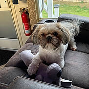 Bella is registered to the contest to win money with this photo: dog, small_dog, plush_toy, couch, indoor, window, backyard, fence, fire_extinguisher, pet, fur, cute, animal, home, comfort, carpet, door, toy, resting, looking