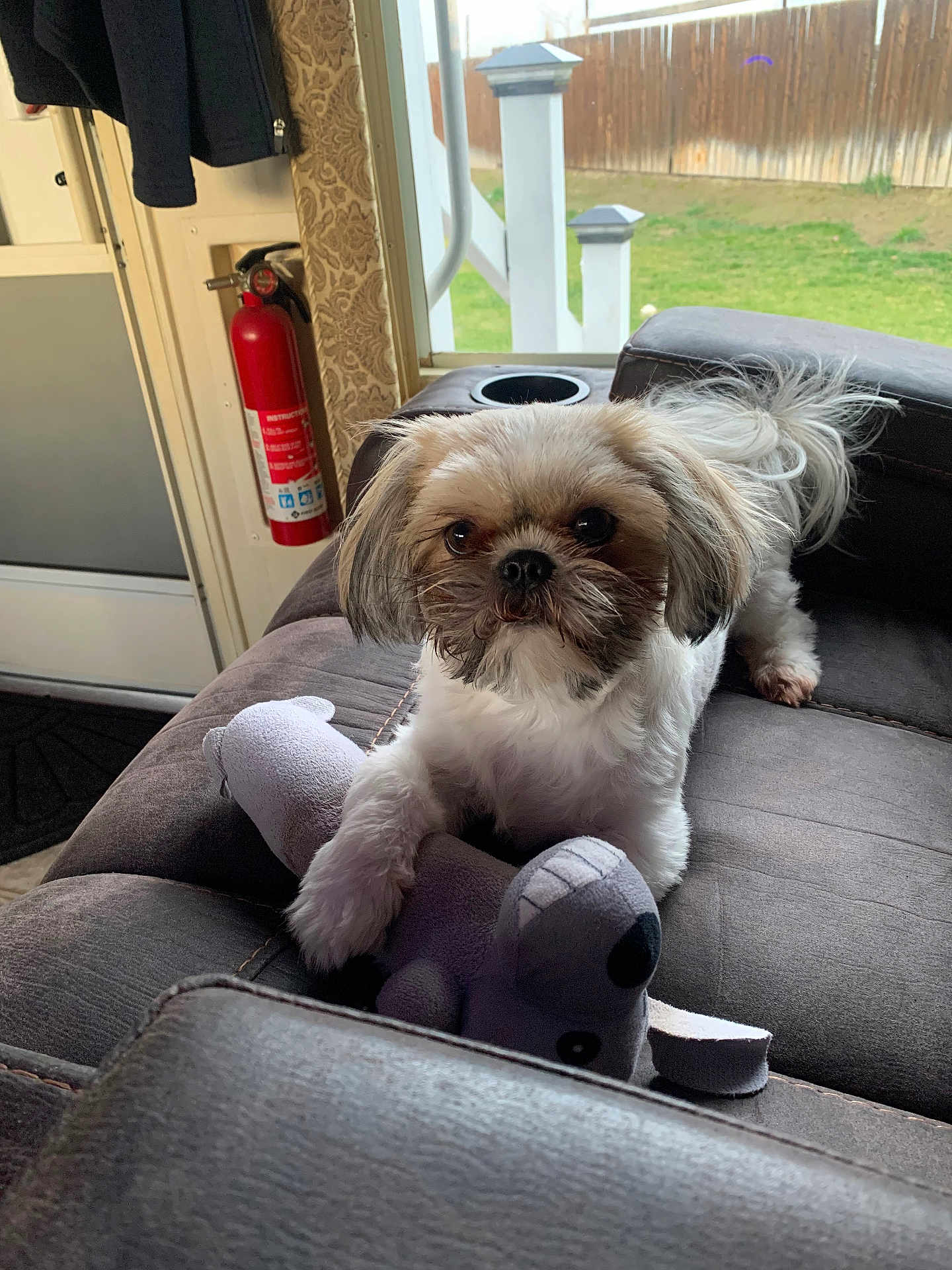 Bella is registered to the contest to win money with this photo: dog, small_dog, plush_toy, couch, indoor, window, backyard, fence, fire_extinguisher, pet, fur, cute, animal, home, comfort, carpet, door, toy, resting, looking