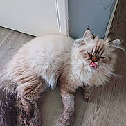 Buenos a rejoint le concours — aidez-le/la à gagner de superbes lots ! cat, fluffy, long_hair, cream_fur, brown_markings, blue_eyes, tongue_out, sleepy, relaxed, lying_down, indoor, floor, wood_floor, door, wall, corner, pet, feline, portrait, funny_expression