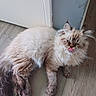 cat, fluffy, long_hair, cream_fur, brown_markings, blue_eyes, tongue_out, sleepy, relaxed, lying_down, indoor, floor, wood_floor, door, wall, corner, pet, feline, portrait, funny_expression