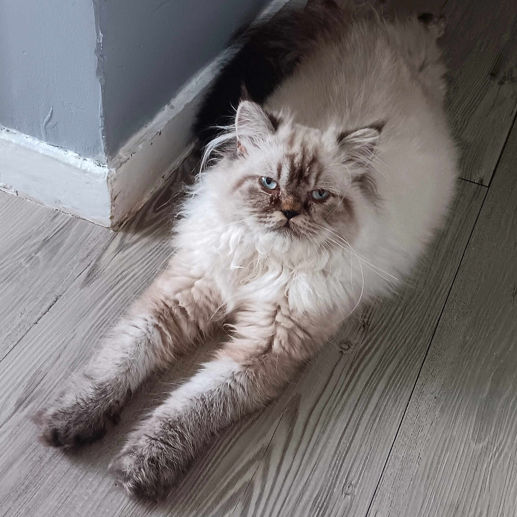 Buenos a rejoint le concours — aidez-le/la à gagner de superbes lots ! cat, fluffy, long_hair, blue_eyes, pet, animal, feline, lying_down, floor, wood_floor, indoor, home, portrait, close_up, whiskers, ears, paws, cream_color, brown_markings, relaxed