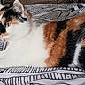 Blanche a rejoint le concours — aidez-le/la à gagner de superbes lots ! cat, calico_cat, feline, pet, animal, lying_down, relaxed, bed, bedspread, bedroom, indoor, black_white_orange, fur, whiskers, ears, eyes, paws, tail, resting, portrait