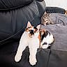 Blanche a rejoint le concours — aidez-le/la à gagner de superbes lots ! cat, cats, calico_cat, tabby_cat, pet, animal, couch, sofa, blanket, indoors, living_room,  lounging, sitting, fur, whiskers, ears, eyes, black_leather, portrait, cozy