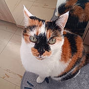 Blanche a rejoint le concours — aidez-le/la à gagner de superbes lots ! cat, cats, calico, tricolor, feline, pet, animal, close_up, portrait, green_eyes, whiskers, ears, fur, indoor, home, tile_floor, cushion, seated, photobomb, staring