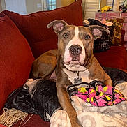 Charming joined the competition — help win amazing prizes! blanket, brown_fur, collar, couch, cozy, dog, dog_tag, floppy_ears, front_paws, household, indoors, living_room, lying_down, pet, photography, pit_bull, portrait, red_cushion, sitting, white_markings