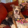blanket, brown_fur, collar, couch, cozy, dog, dog_tag, floppy_ears, front_paws, household, indoors, living_room, lying_down, pet, photography, pit_bull, portrait, red_cushion, sitting, white_markings