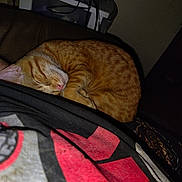 Nugget joined the competition — help win amazing prizes! cat, orange_tabby, sleeping, curled_up, pet, indoor, person, shirt, graphic_tshirt, close_up, resting, cozy, feline, domestic_animal, fur, whiskers, ear, nose, couch, background