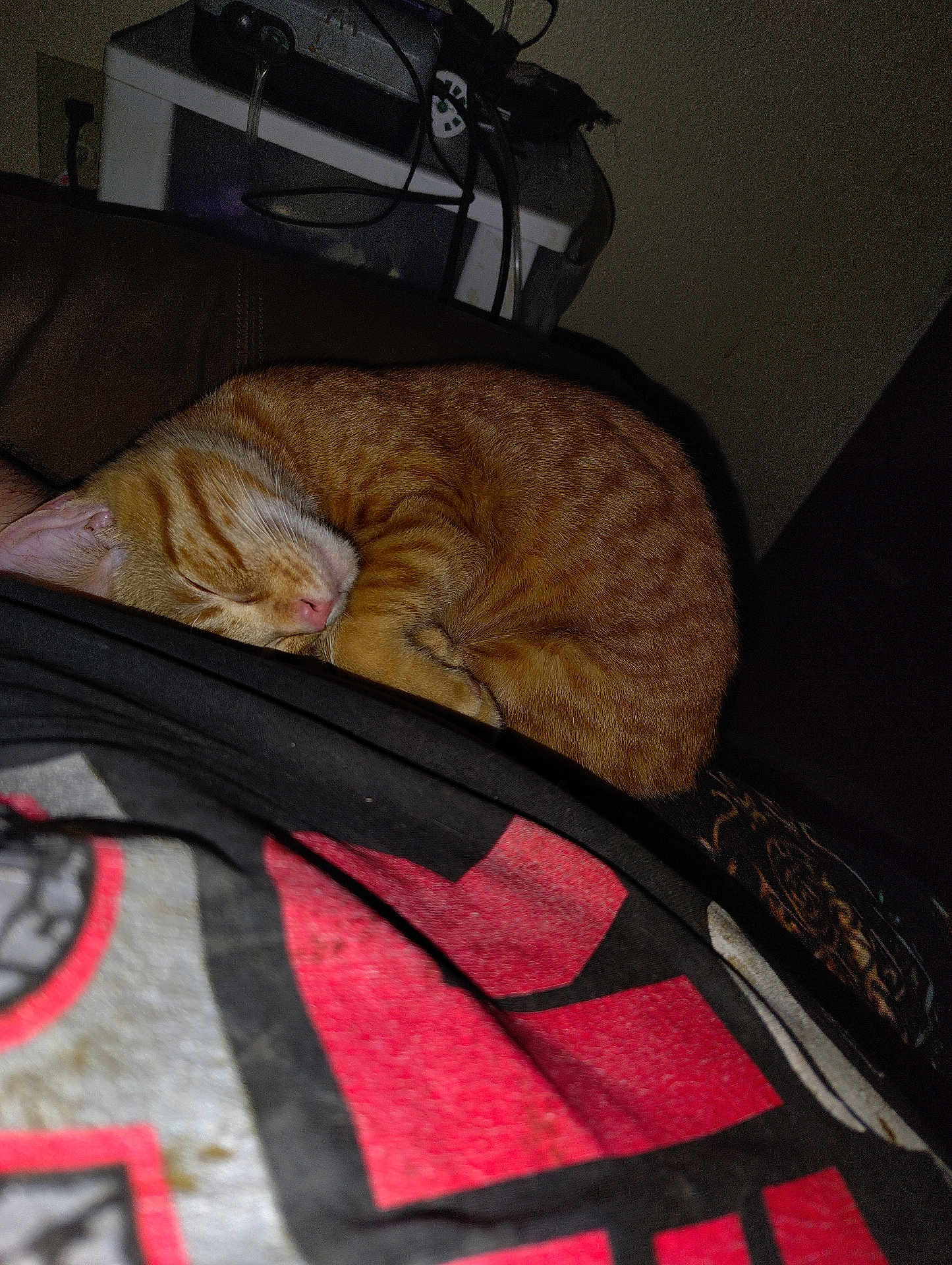 Nugget joined the competition — help win amazing prizes! cat, orange_tabby, sleeping, curled_up, pet, indoor, person, shirt, graphic_tshirt, close_up, resting, cozy, feline, domestic_animal, fur, whiskers, ear, nose, couch, background