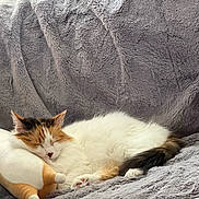 Precious is registered to the contest to win money with this photo: cat, calico_cat, sleeping, fluffy, stuffed_animal, pillow, gray_blanket, cozy, indoor, resting, pet, fur, animal, cute, relaxation, soft_texture, domestic_cat, nap, animal_companion, comfort