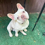 Poseidon is registered to the contest to win money with this photo: dog, french_bulldog, white_dog, pet, animal, curious, sitting, green_turf, outdoor, ears_up, head_tilt, fence, metal_chair, canine, companion, portrait, cute, looking_up, small_dog, domestic_animal