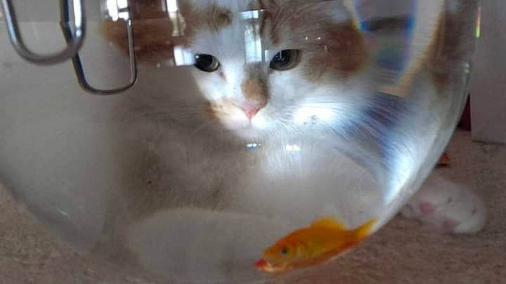 Guiness participe au concours pour gagner de l'argent avec cette photo : carnivore, cat, domestic_short_haired_cat, eye, fawn, felidae, fin, fish, goldfish, iris, marine_biology, pet_supply, ray_finned_fish, small_to_medium_sized_cats, snout, tail, vertebrate, water, whiskers, window