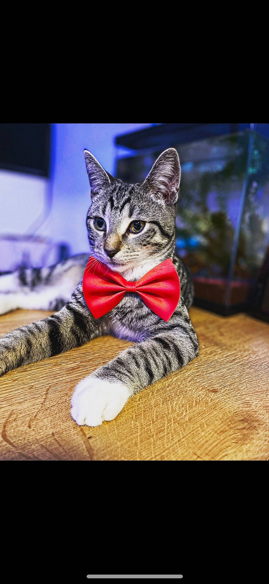 Astérix participe au concours pour gagner de l'argent avec cette photo : art, carnivore, cat, claw, domestic_short_haired_cat, fashion_accessory, felidae, fur, grass, paw, photo_caption, plant, sitting, small_to_medium_sized_cats, snout, tail, terrestrial_animal, tree, whiskers, wildlife