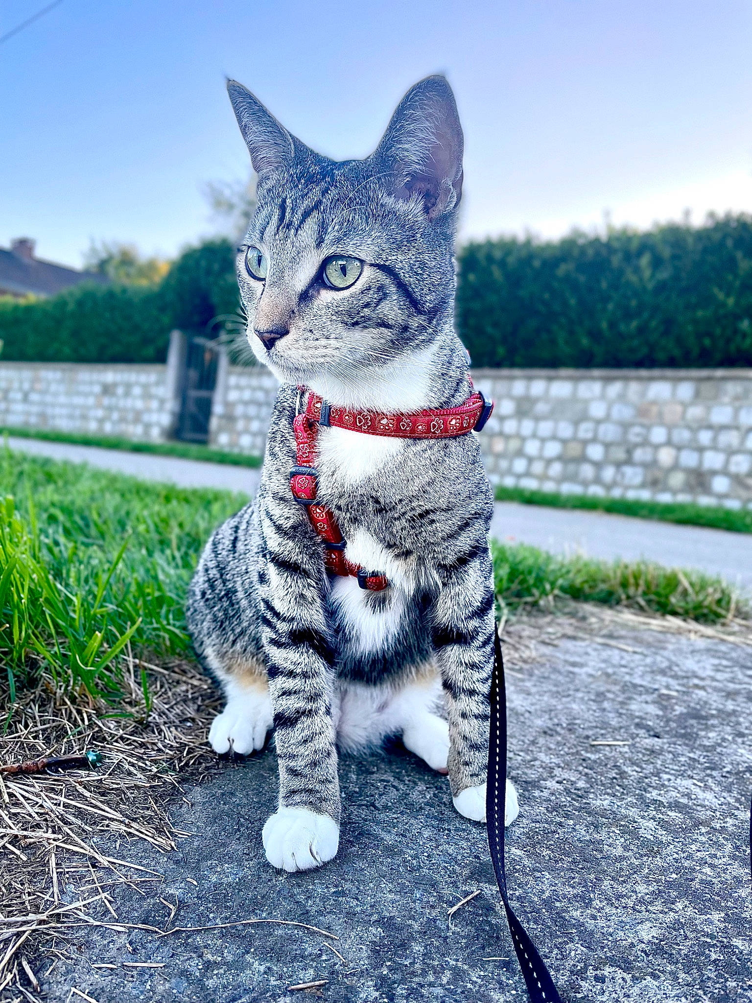 Astérix a rejoint le concours — aidez-le/la à gagner de superbes lots ! carnivore, cat, domestic_short_haired_cat, fawn, felidae, fur, grass, grey, pattern, paw, plant, road_surface, sitting, sky, small_to_medium_sized_cats, snout, tail, terrestrial_animal, tree, whiskers