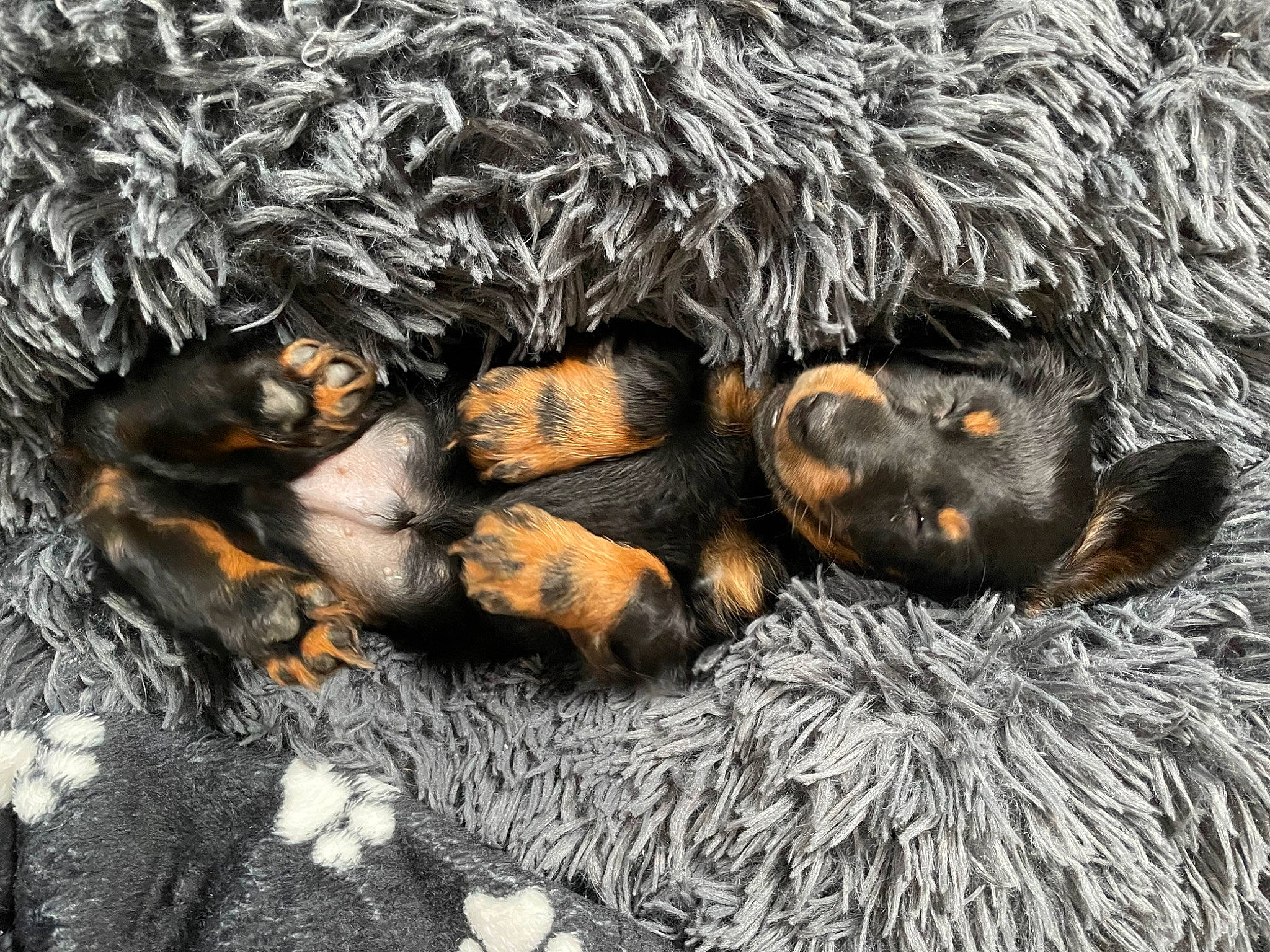 Zwan participe au concours pour gagner de l'argent avec cette photo : canidae, carnivore, companion_dog, dog, dog_breed, fur, grass, guard_dog, paw, plant, puppy, sporting_group, vertebrate, wood