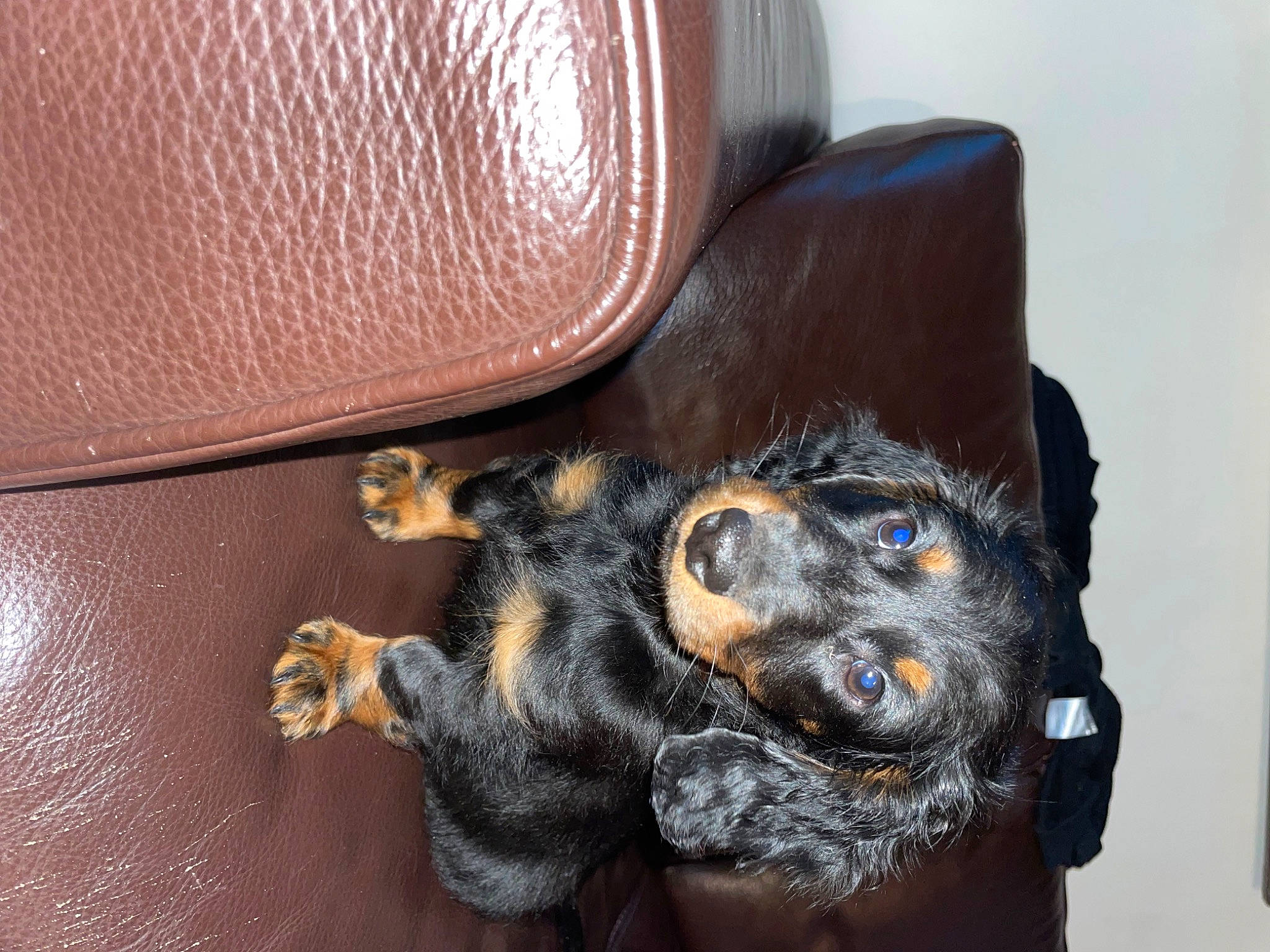 Zwan participe au concours pour gagner de l'argent avec cette photo : canidae, carnivore, comfort, companion_dog, couch, dog, dog_breed, fashion_accessory, fur, guard_dog, head, leather, metal, nail, paw, snout, sporting_group, whiskers, working_animal, wrist