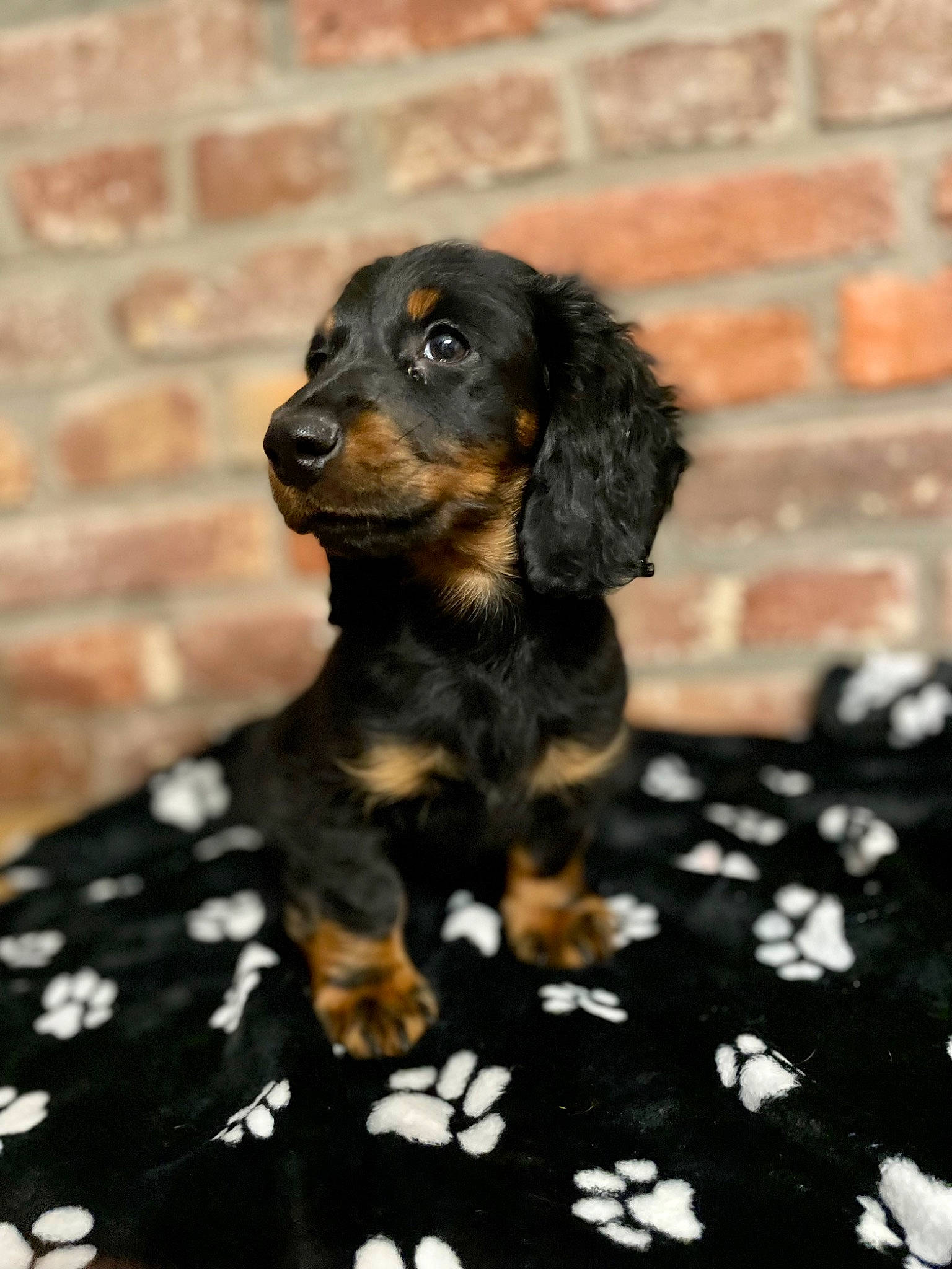 Zwan participe au concours pour gagner de l'argent avec cette photo : brick, brickwork, canidae, carnivore, companion_dog, dog, dog_breed, dog_supply, fawn, fur, liver, mortar, pattern, pet_supply, snout, sporting_group, terrestrial_animal, toy_dog, working_animal, working_dog