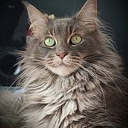 Nook participe au concours pour gagner de l'argent avec cette photo : cat, fluffy, gray, green_eyes, portrait, feline, whiskers, long_hair, domestic_cat, pet, close_up, cute, animal, mammal, indoor, face, ears, nose, soft_light, majestic