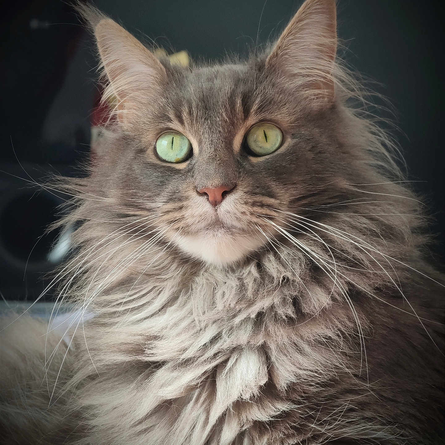Nook participe au concours pour gagner de l'argent avec cette photo : cat, fluffy, gray, green_eyes, portrait, feline, whiskers, long_hair, domestic_cat, pet, close_up, cute, animal, mammal, indoor, face, ears, nose, soft_light, majestic
