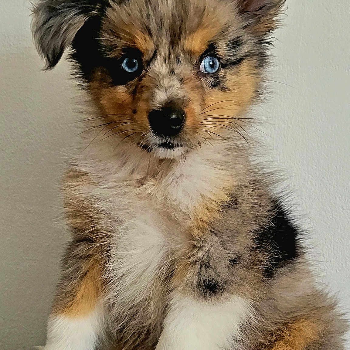 Loki a rejoint le concours — aidez-le/la à gagner de superbes lots ! adorable, alert, animal, black_fur, blue_eyes, brown_fur, cute, dog, fluffy, fur, furry, indoor, pet, portrait, puppy, sitting, small_dog, tan_fur, white_paws, young