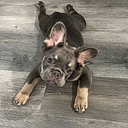 Floky joined the competition — help win amazing prizes! animal, black, brown, cute, dog, ears, face, floor, french_bulldog, fur, indoor, legs, looking_up, lying_down, nose, pet, puppy, small_dog, tan, wood_floor