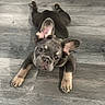 animal, black, brown, cute, dog, ears, face, floor, french_bulldog, fur, indoor, legs, looking_up, lying_down, nose, pet, puppy, small_dog, tan, wood_floor
