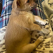 Billy participe au concours pour gagner de l'argent avec cette photo : puppy, dog, pet, animal, fur, sleeping, lap, blanket, plaid, clothing, indoor, cute, small_dog, relaxed, resting, paw, snout, cozy, brown_fur, domestic_animal