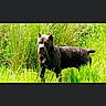 alert, animal, canine, daylight, dog, field, fur, grass, greenery, mammal, nature, outdoor, pet, portrait, standing, summer, sunlight, swim, water, wildlife