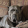 animal, canine, closeup, comfort, couch, cushion, dog, domestic_animal, furniture, gray_dog, home, indoor, living_room, patterned_fabric, pet, portrait, relaxed, resting, seated, text_overlay