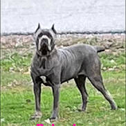 Reba Jane Kreisle joined the competition — help win amazing prizes! animal, blur, blurred_background, canine, daytime, dog, domestic_animal, field, grass, greenery, mammal, nature, outdoor, pet, road, side_view, standing, text_overlay, walking_area, yard