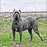 animal, blur, blurred_background, canine, daytime, dog, domestic_animal, field, grass, greenery, mammal, nature, outdoor, pet, road, side_view, standing, text_overlay, walking_area, yard