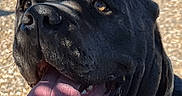 Reba Jane Kreisle is registered to the contest to win money with this photo: animal, black_dog, canine, close_up, collar, daylight, dog, fence, happy, large_dog, nature, outdoor, panting, parked_car, pet, playful, shadow_pattern, sunlight, tongue_out, wood_chips