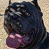 animal, black_dog, canine, close_up, collar, daylight, dog, fence, happy, large_dog, nature, outdoor, panting, parked_car, pet, playful, shadow_pattern, sunlight, tongue_out, wood_chips