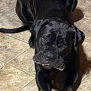 Noble joined the competition — help win amazing prizes! animal, black_dog, canine, companion, cute, dog, domestic, ears, floor, friendly, fur, indoor, looking_up, lying_down, mammal, paw, pet, snout, tail, tile_floor