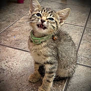 Baby Kitty is registered to the contest to win money with this photo: kitten, tabby_cat, green_collar, bell, pet, feline, indoor, floor_tiles, cute, fur, whiskers, animal, small, young, sitting, looking_up, expressive, domestic_cat, closeup, portrait