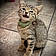 Baby Kitty