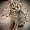 kitten, tabby_cat, green_collar, bell, pet, feline, indoor, floor_tiles, cute, fur, whiskers, animal, small, young, sitting, looking_up, expressive, domestic_cat, closeup, portrait