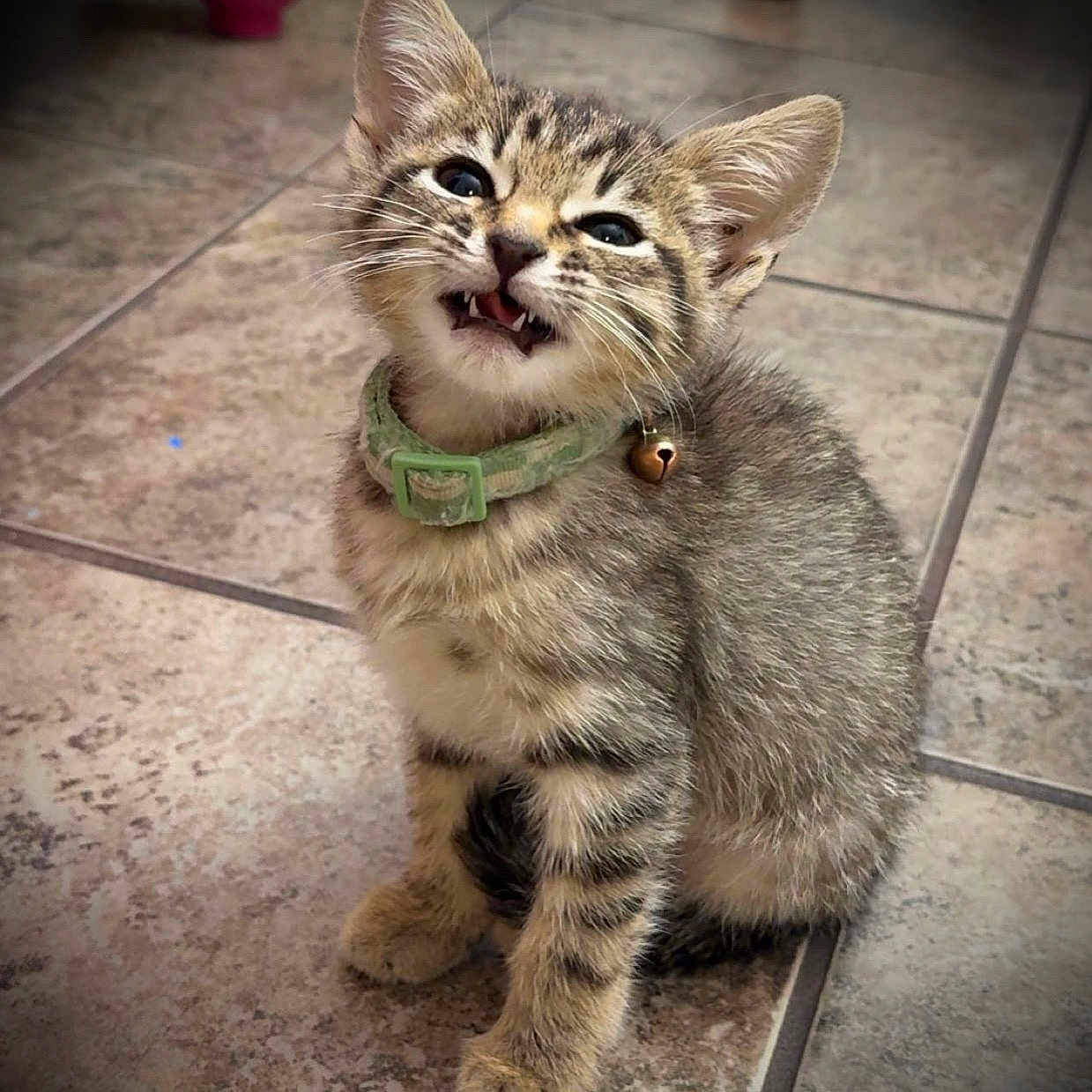 Baby Kitty is registered to the contest to win money with this photo: kitten, tabby_cat, green_collar, bell, pet, feline, indoor, floor_tiles, cute, fur, whiskers, animal, small, young, sitting, looking_up, expressive, domestic_cat, closeup, portrait