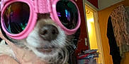Snickers is registered to the contest to win money with this photo: accessory, animal, closeup, clothing, colorful, cozy, cute, dog, face, furniture, goggles, hand, helmet, indoor, person, pet, portrait, room, small_dog, wearing