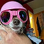 Snickers is registered to the contest to win money with this photo: dog, pet, indoor, goggles, helmet, hand, cute, accessory, small_dog, face, animal, wearing, person, clothing, room, furniture, colorful, cozy, portrait, closeup