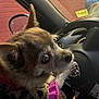 Snickers joined the competition — help win amazing prizes! dog, small_dog, leopard_print, sweater, car_interior, steering_wheel, side_mirror, window, seat, pet, animal, cute, looking_back, paws, driver_seat, dashboard, blurred, indoors, candid, pet_clothing
