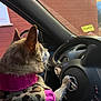 dog, small_dog, pet, car_interior, steering_wheel, paw, clothing, sweater, pink, leopard_print, window, brick_wall, dashboard, side_view, animal, cute, cozy, vehicle, driver_seat, car