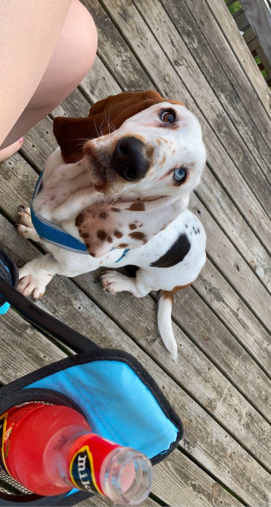 Franky is registered to the contest to win money with this photo: canidae, carnivore, collar, companion_dog, dog, dog_breed, dog_collar, dog_supply, electric_blue, eyewear, fawn, hardwood, leash, pet_supply, snout, sporting_group, toy_dog, whiskers, wood, working_animal