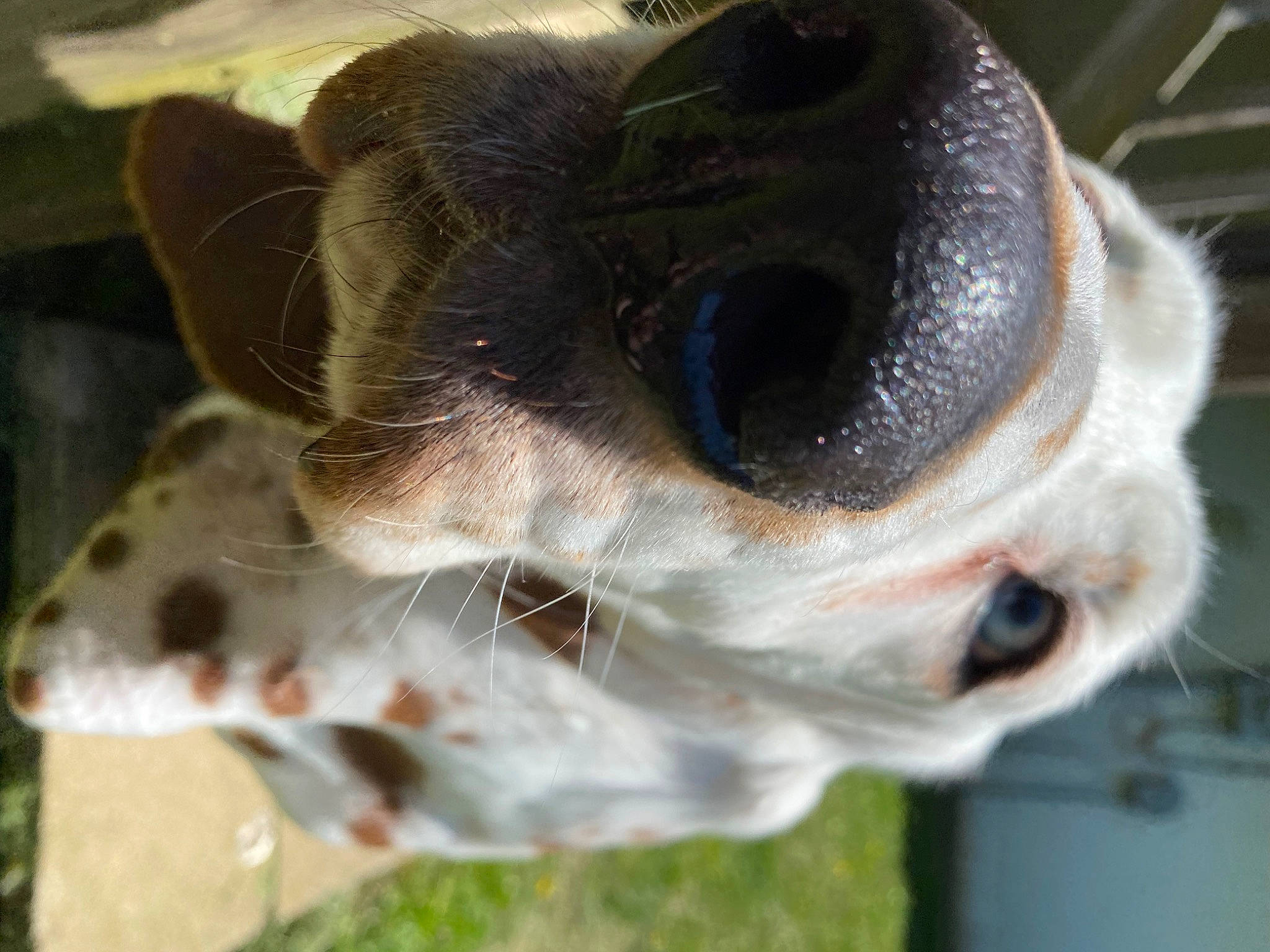 Franky is registered to the contest to win money with this photo: canidae, carnivore, close_up, collar, companion_dog, dog, dog_breed, ear, eye, eyewear, fawn, fur, grass, head, plant, snout, sporting_group, terrestrial_animal, whiskers, working_animal