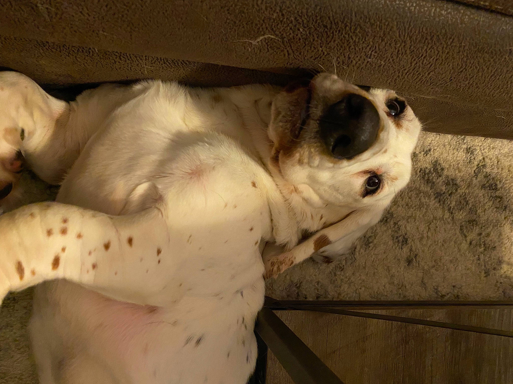 Franky is registered to the contest to win money with this photo: ancient_dog_breeds, animal_shelter, canidae, carnivore, companion_dog, dog, dog_breed, fawn, guard_dog, non_sporting_group, paw, snout, sporting_group, street_dog, tail, terrestrial_animal, whiskers, working_animal, wrinkle