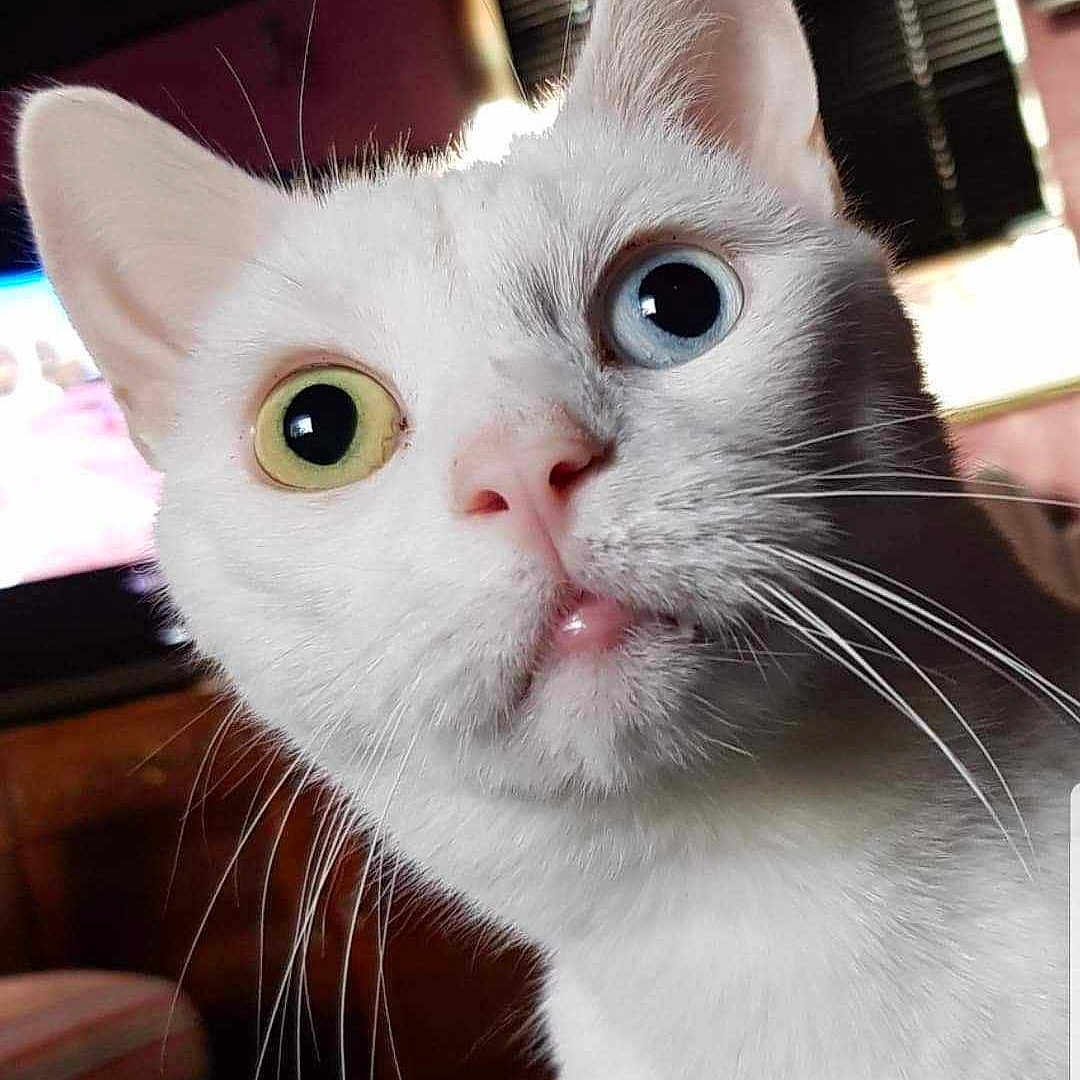 Bowie is registered to the contest to win money with this photo: carnivore, cat, domestic_short_haired_cat, ear, eye, felidae, fur, iris, photo_caption, small_to_medium_sized_cats, snout, tail, whiskers