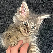 Nova Leigh is registered to the contest to win money with this photo: adorable, black_rug, blue_eyes, carpet, cat, close_up, cute, ears, fluffy, fur, hand, human_hand, indoor, kitten, paw, pet, playful, portrait, tabby, whiskers