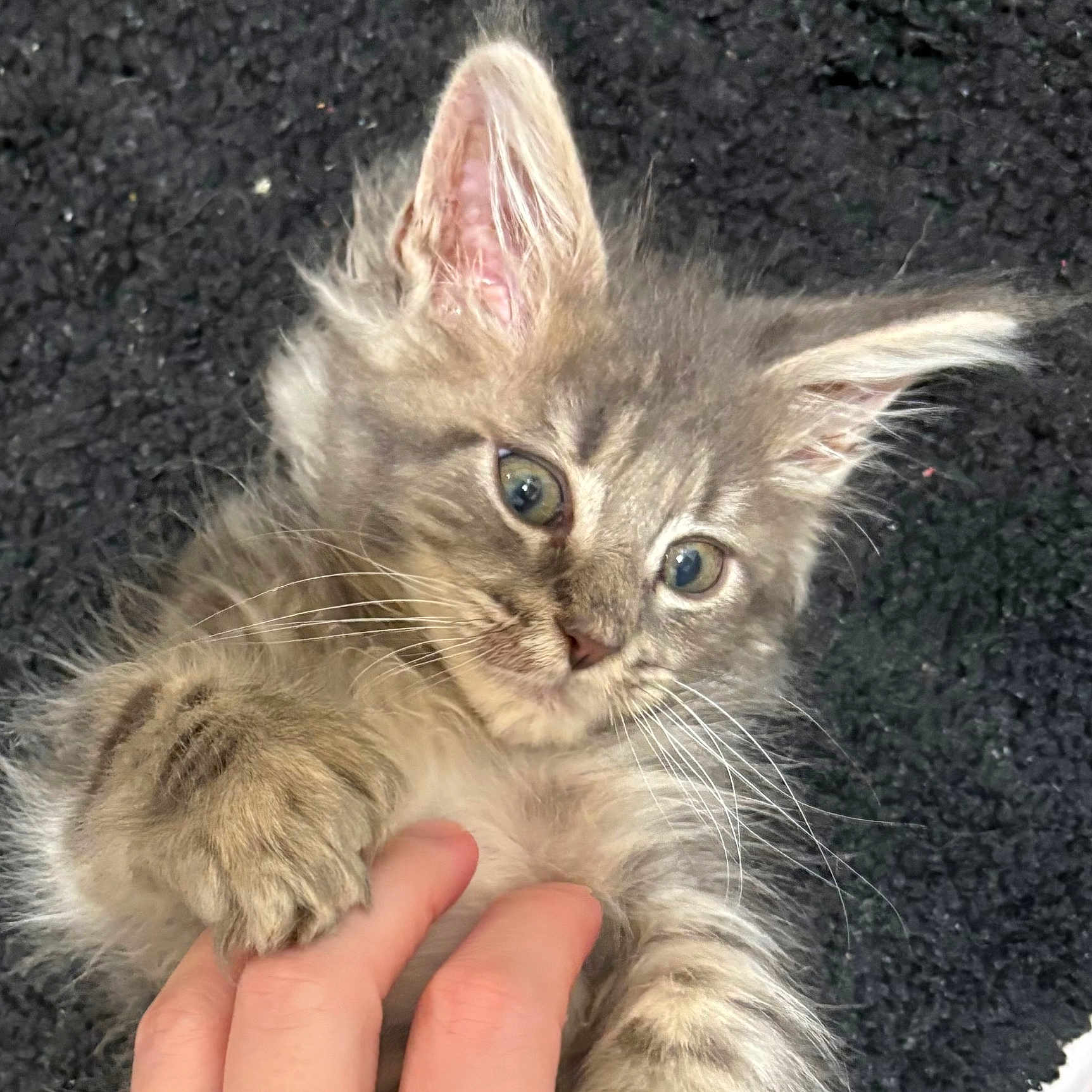 Nova Leigh is registered to the contest to win money with this photo: adorable, black_rug, blue_eyes, carpet, cat, close_up, cute, ears, fluffy, fur, hand, human_hand, indoor, kitten, paw, pet, playful, portrait, tabby, whiskers