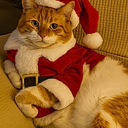 Tobbie is registered to the contest to win money with this photo: animal, cat, christmas, close_up, costume, couch, cozy, cute, feline, festive, fur, holiday, indoor, orange_cat, pet, portrait, relaxed, santa_costume, santa_hat, white_cat