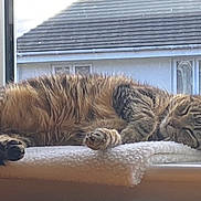 Sunny joined the competition — help win amazing prizes! cat, tabby, sleeping, fluffy, blanket, window, indoor, resting, pet, fur, cozy, daylight, animal, relaxing, paw, ears, face, quiet, soft, home